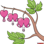 How to Draw a Bleeding Heart Flower Featured Image
