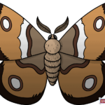 How to Draw a Moth Featured Image