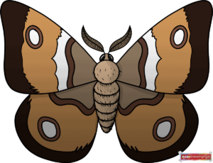 How to Draw a Moth Featured Image