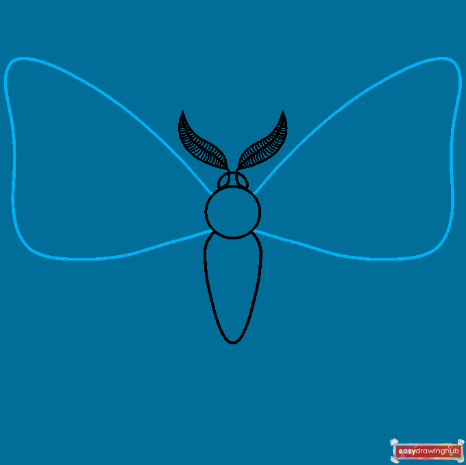 How to Draw a Moth Step 04
