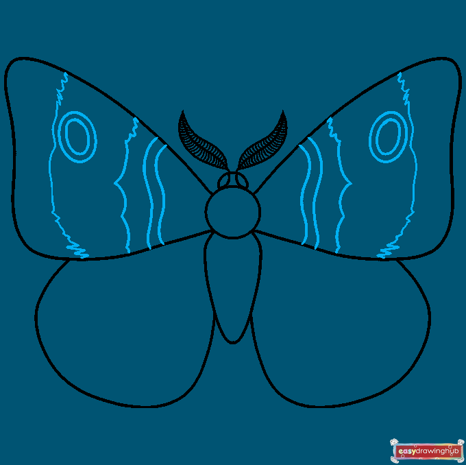 How to Draw a Moth Step 06