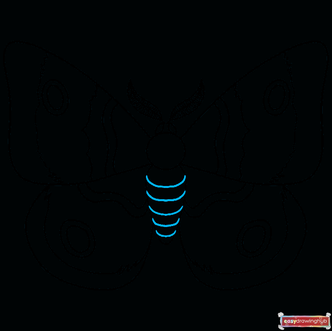 How to Draw a Moth Step 08