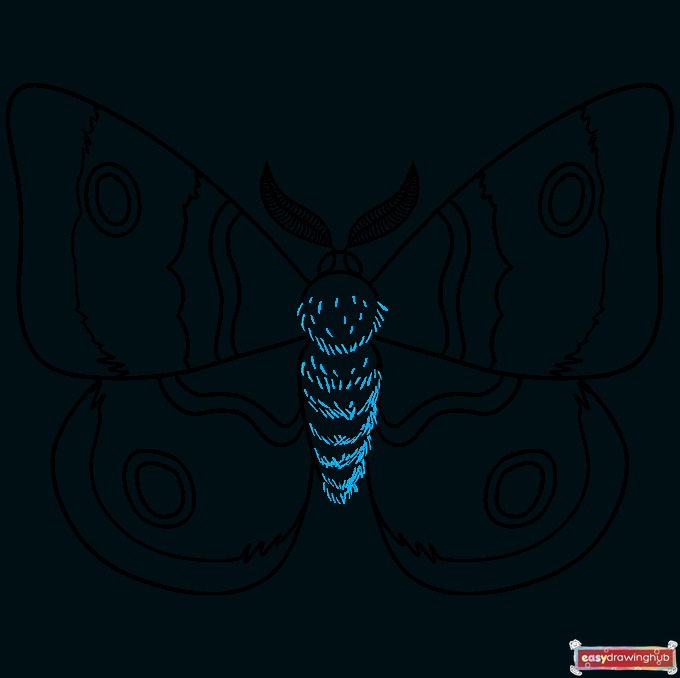 How to Draw a Moth Step 09