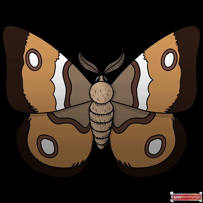 How to Draw a Moth Step 10