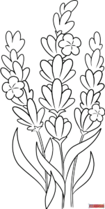 Free printable LAvander coloring page