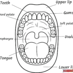 Free Printable Mouth Anatomy Diagram for Kids Coloring Page