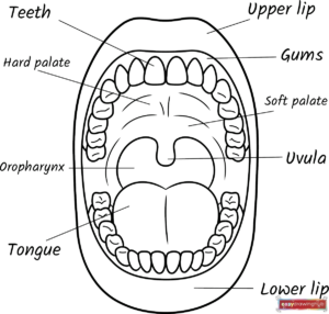 Free Printable Mouth Anatomy Diagram for Kids Coloring Page