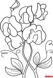 Free printable Sweet Pea coloring page
