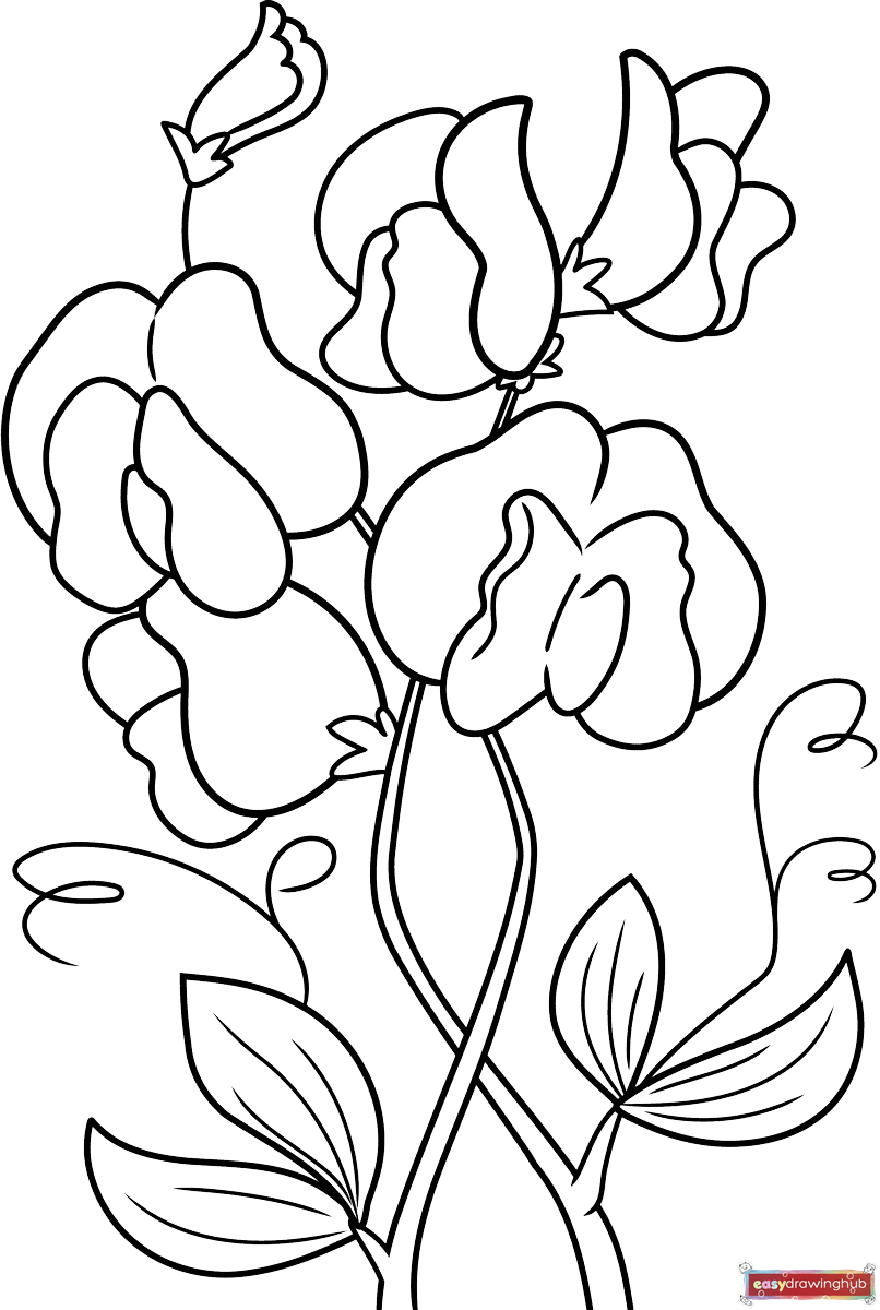 Free printable Sweet Pea coloring page