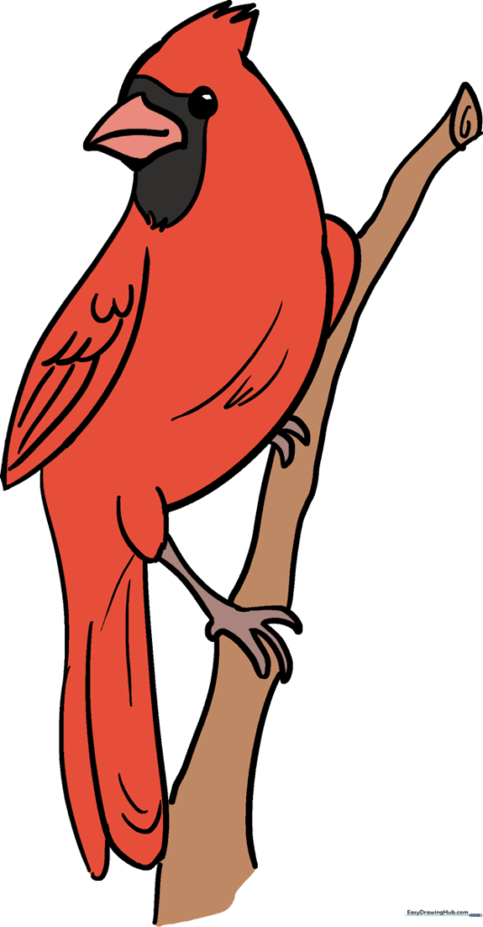 How to Draw a Cardinal Bird