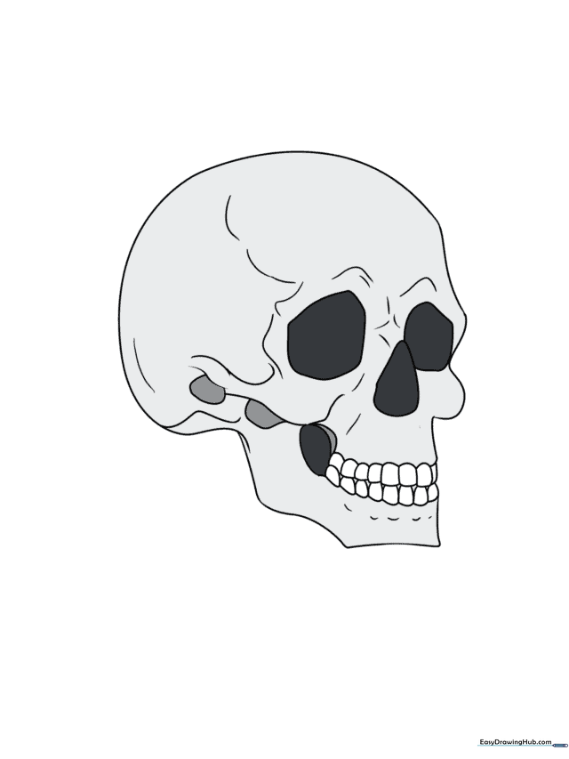 How to Draw a Skull in 3/4 View