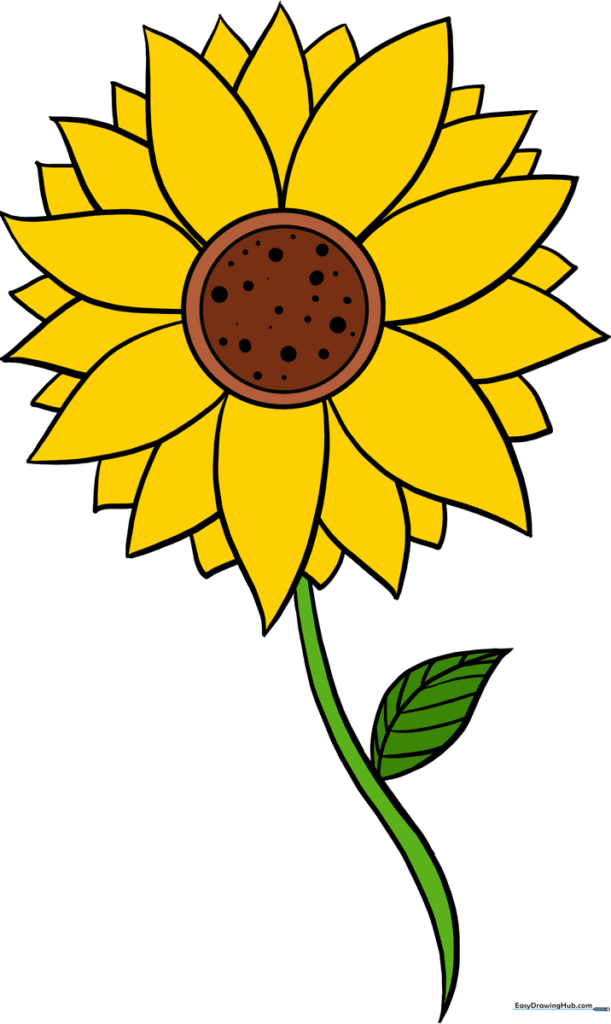 How to Draw a Sunflower