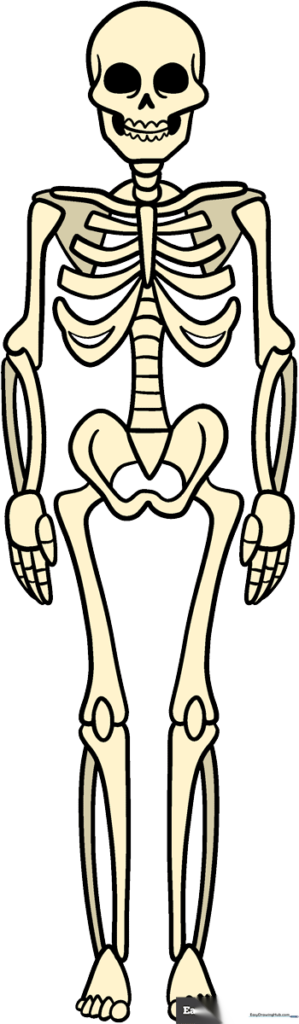 How to Draw a Skeleton