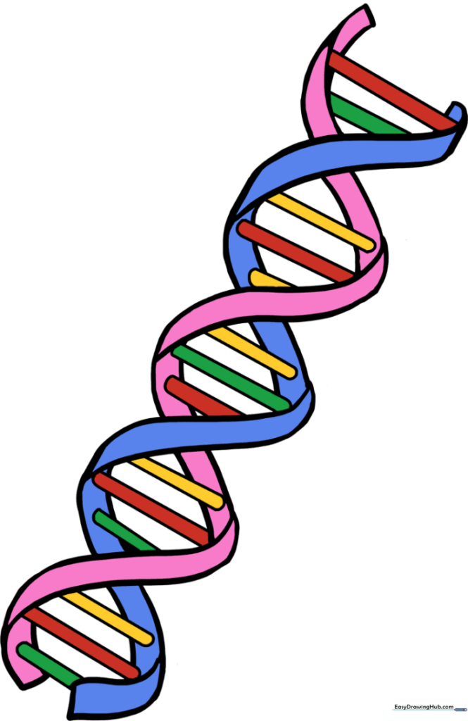 How to Draw DNA
