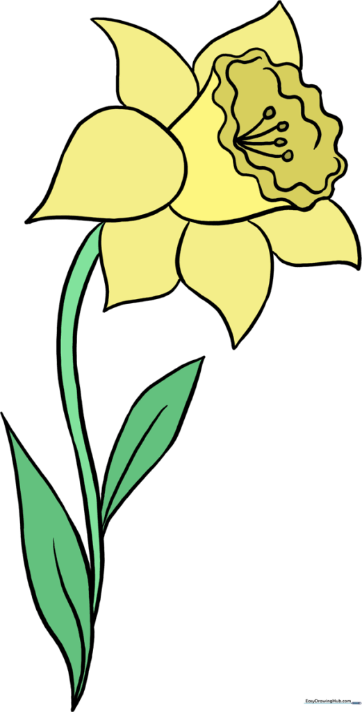 How to Draw a Daffodil