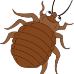 27 Easy Bug Drawing Tutorials