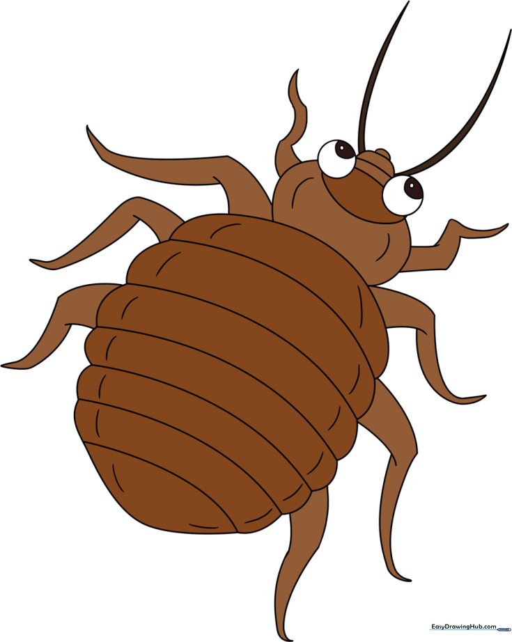 Bed Bug