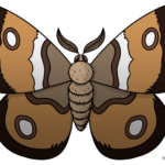 27 Easy Bug Drawing Tutorials