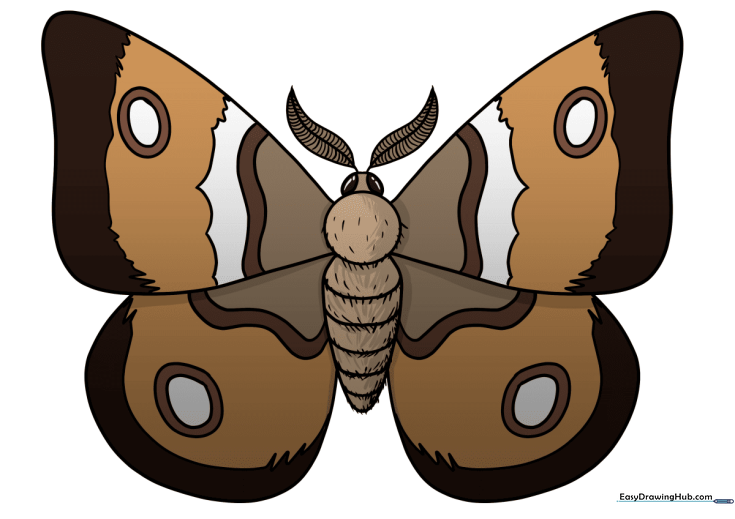 Moth