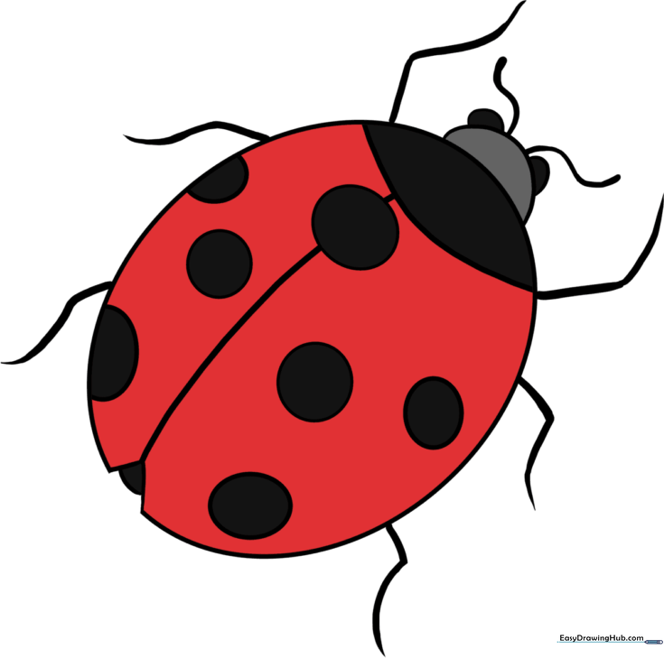 Ladybug