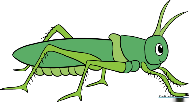 Grasshopper