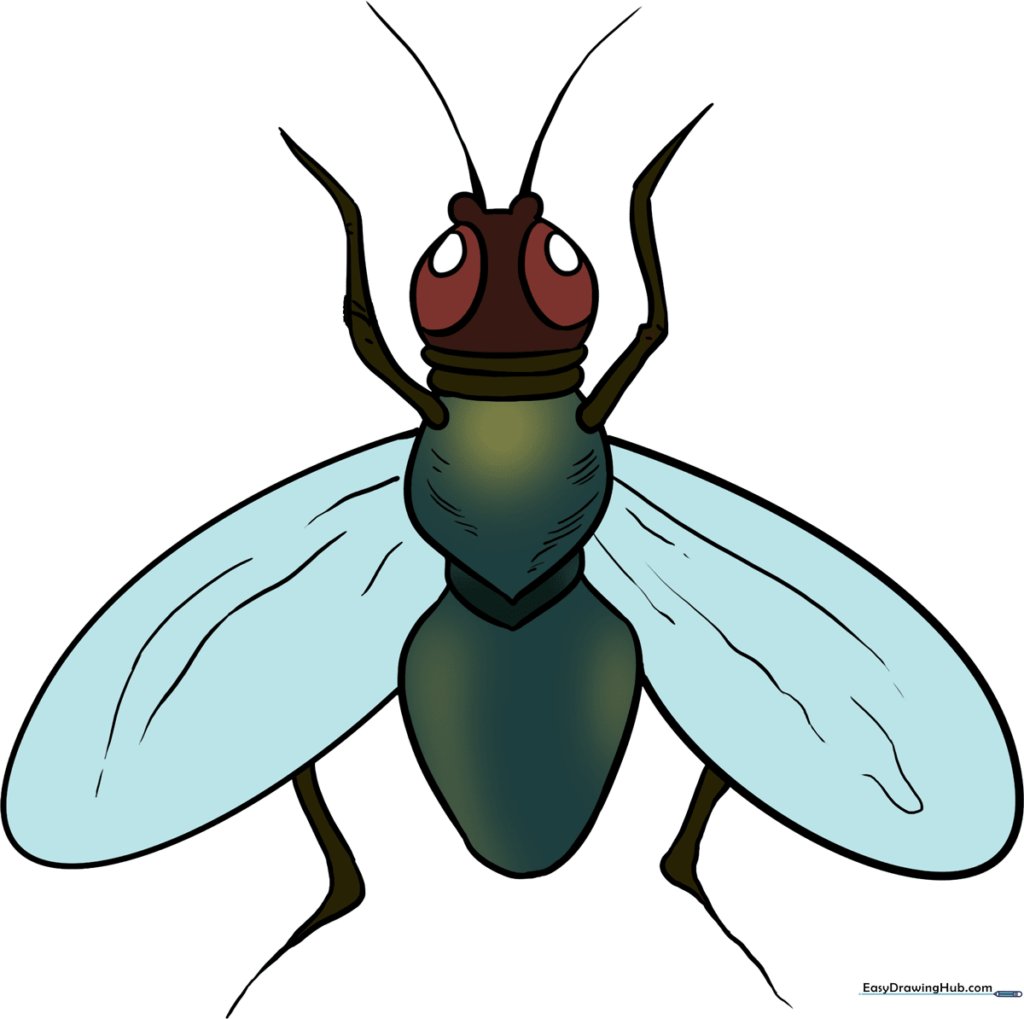 Fly