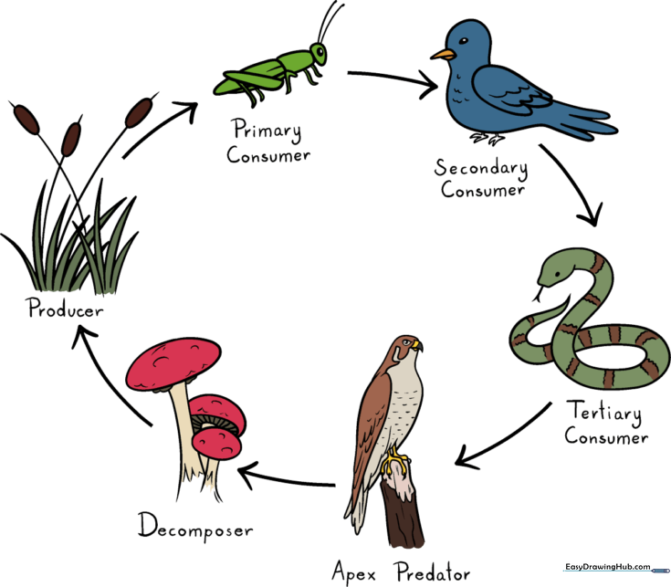 The Food Chain