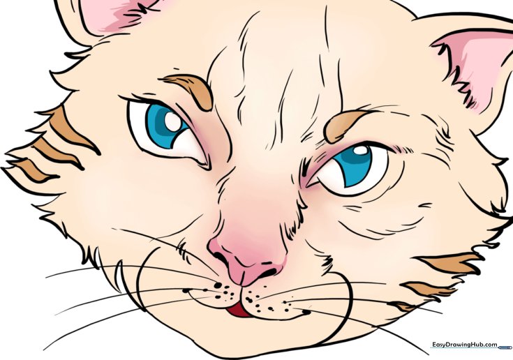 How to Draw Cat Eyes