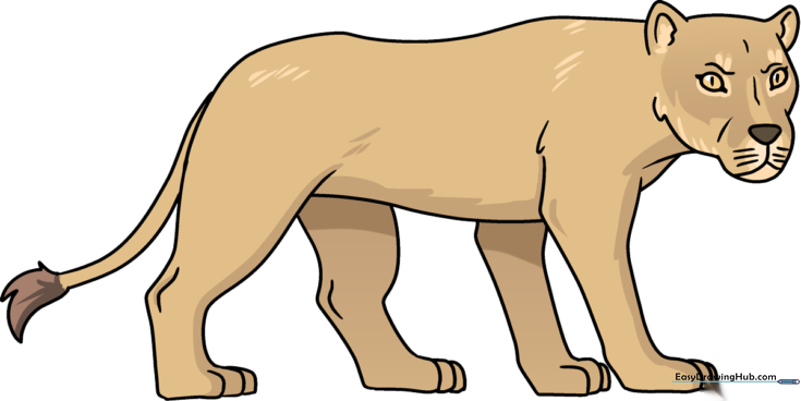 How to Draw a Lioness