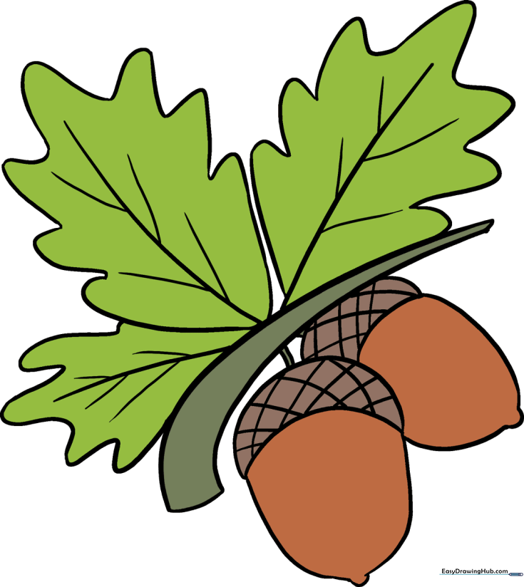 How to Draw Acorns