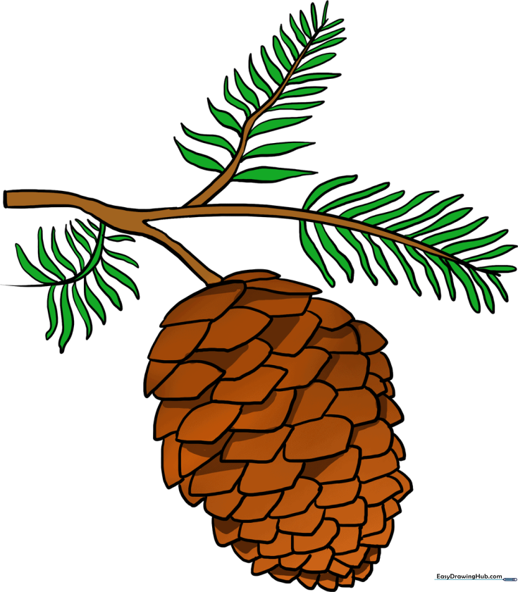 How to Draw a Pinecone