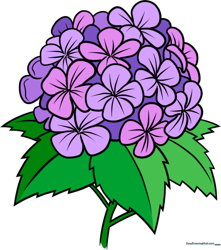 Hydrangea Flower