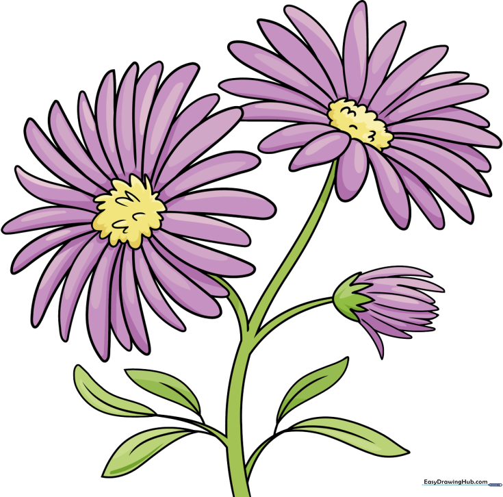 Aster