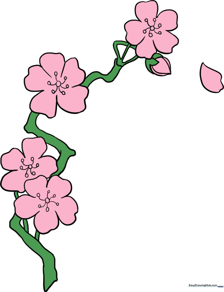 How to Draw Cherry Blossoms