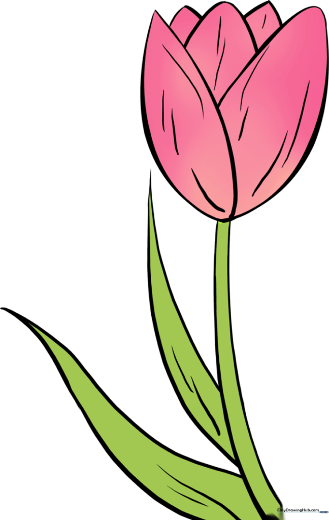 How to Draw a Tulip