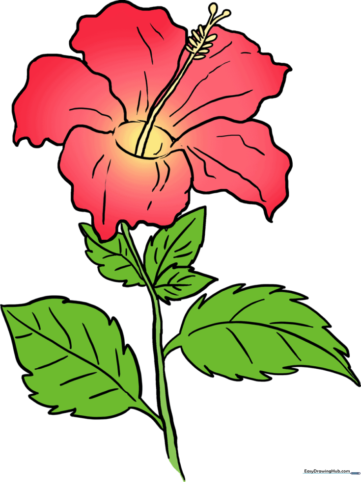 How to Draw a Hibiscus