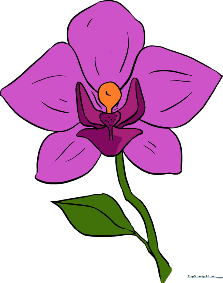 How to Draw an Orchid