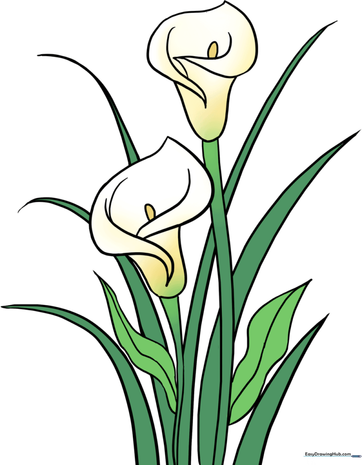 How to Draw a Calla Lily