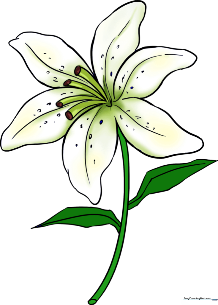 How to Draw a Lily