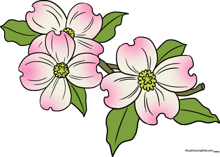 How to Draw Dogwood Flowers