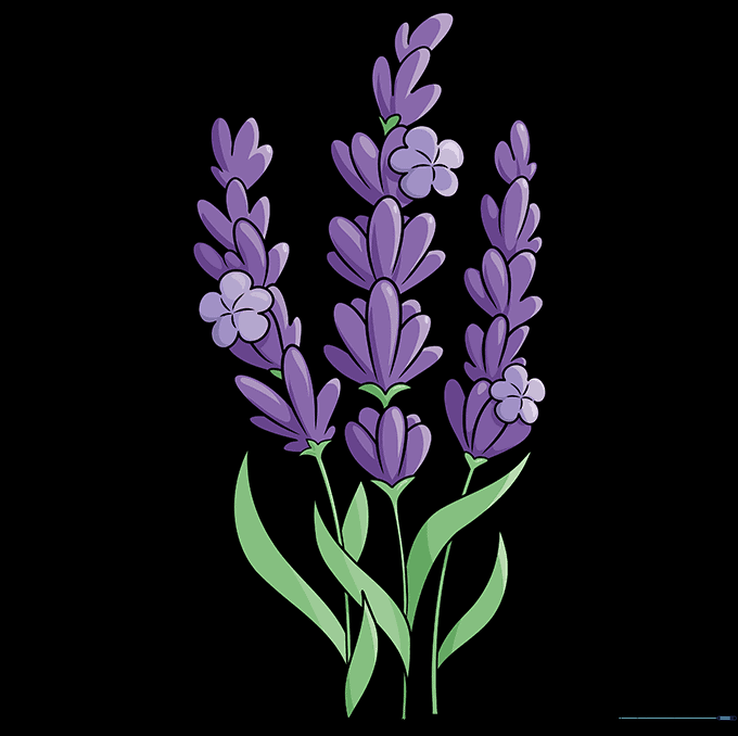 How to Draw Lavender