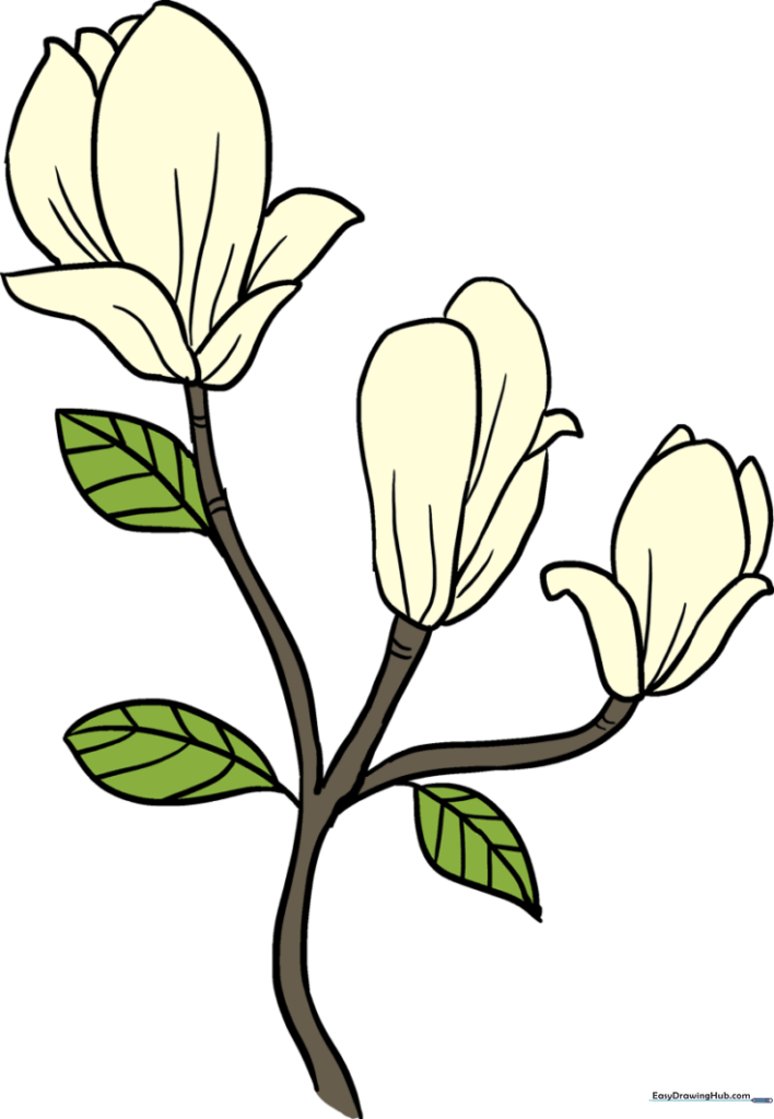 How to Draw Magnolia Flowers