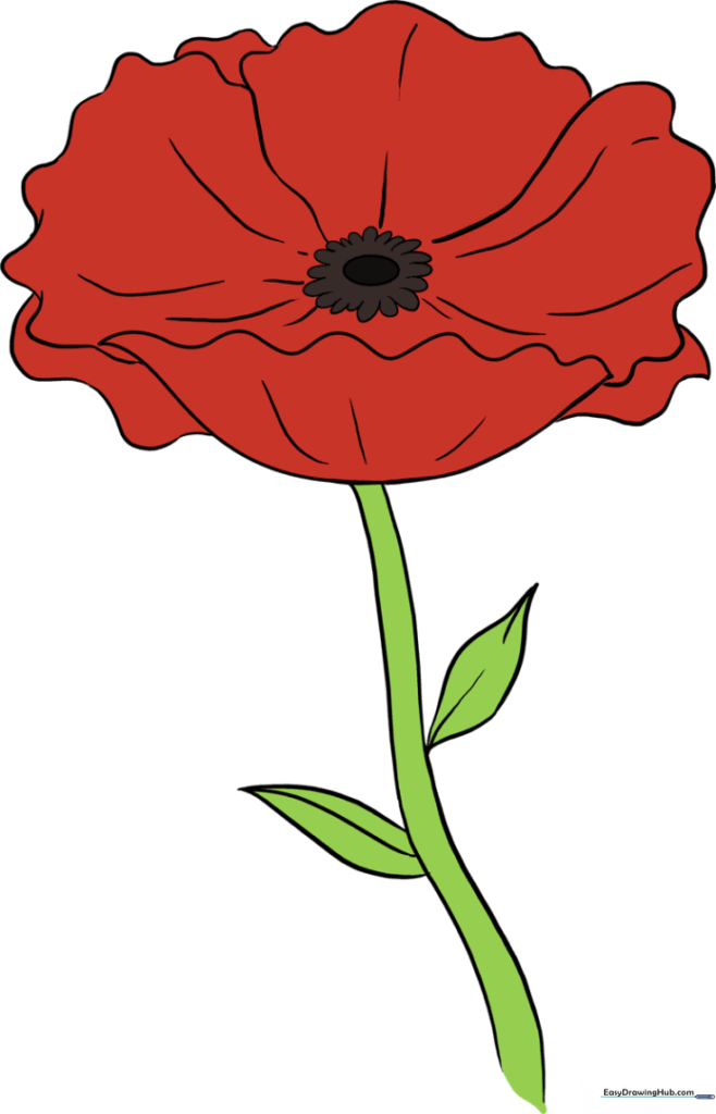How to Draw a Poppy