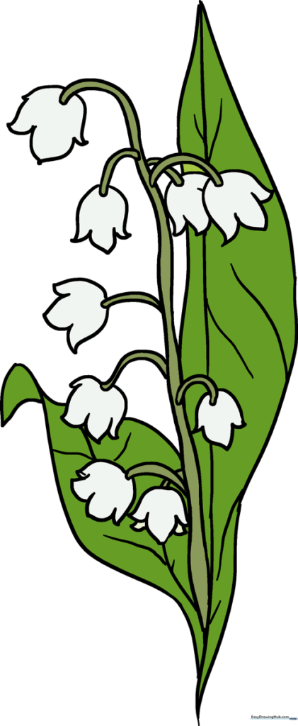 How to Draw a Lily of the Valley