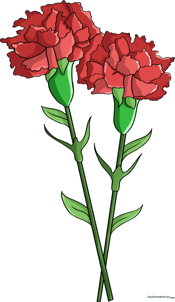 How to Draw a Carnation