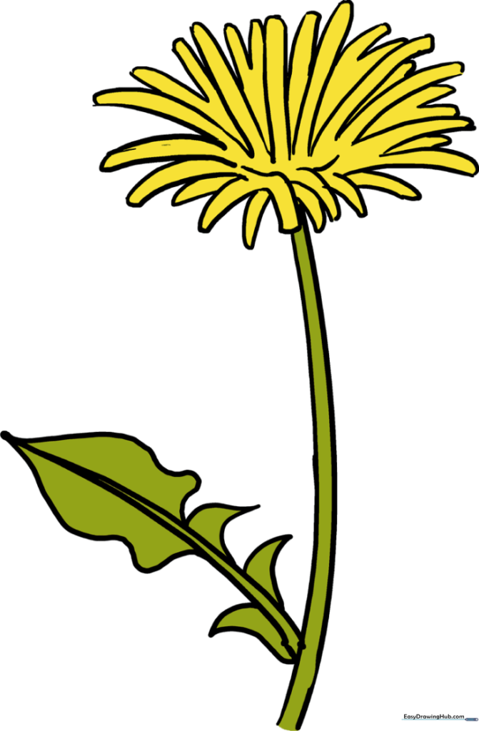How to Draw a Dandelion