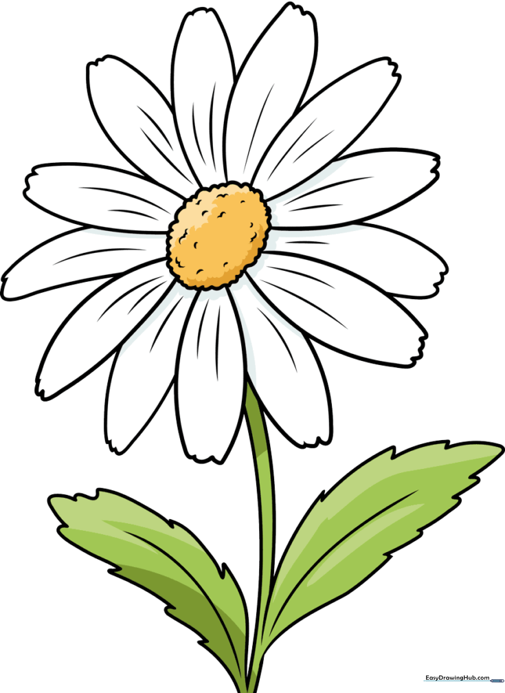 Daisy Flower