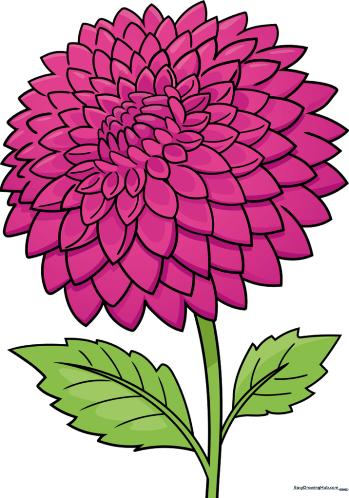 Dahlia
