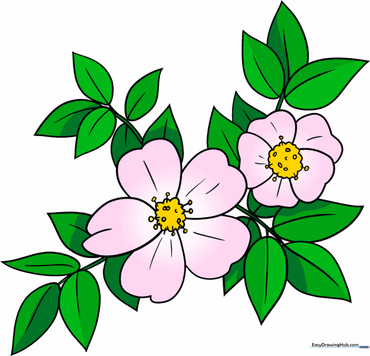 Wild Rose