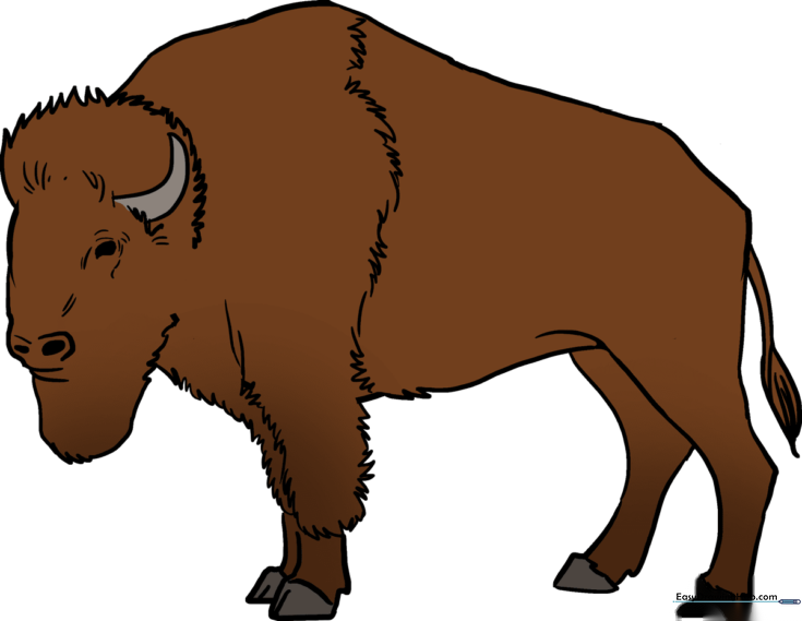 Buffalo